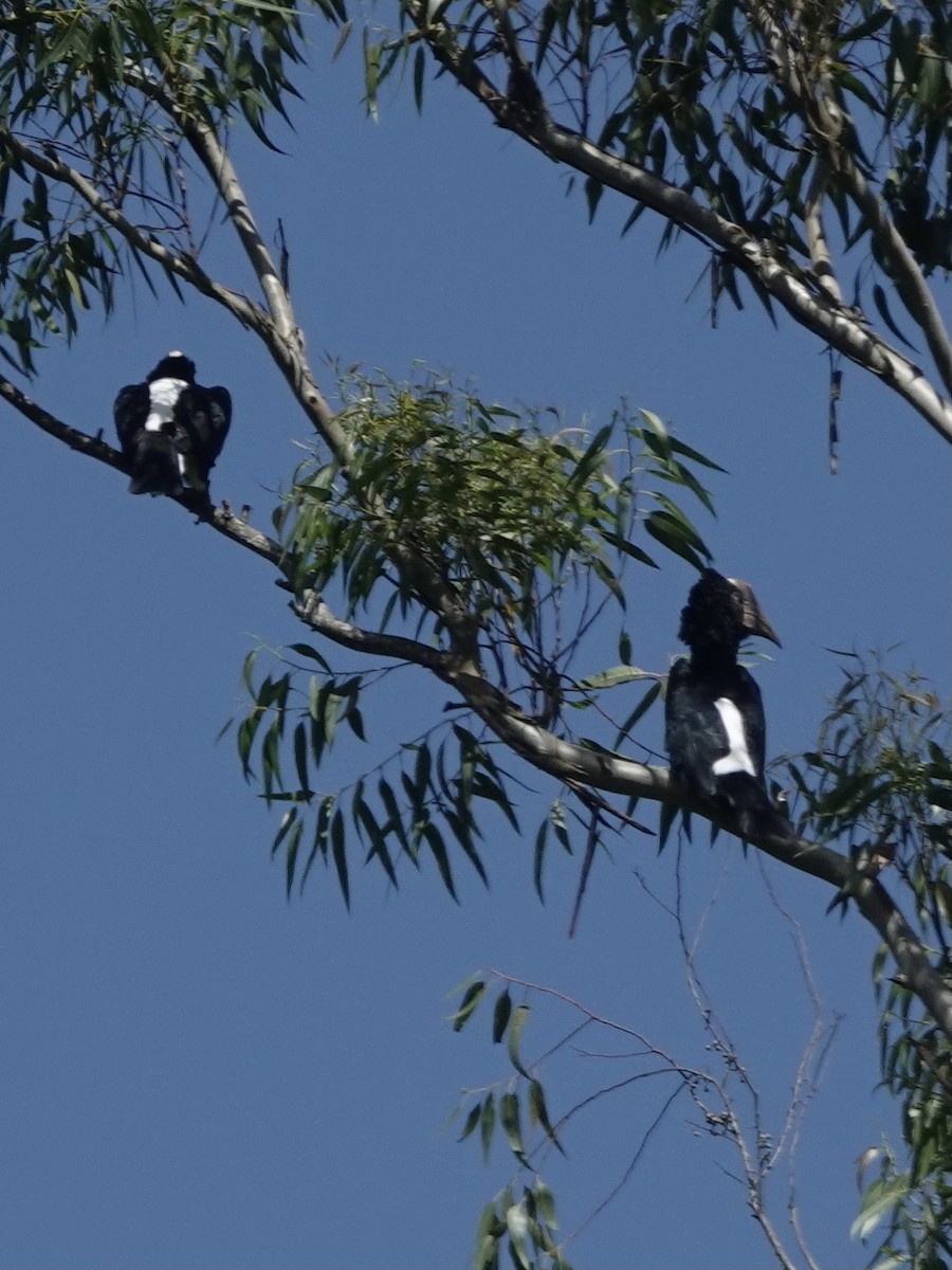Silvery-cheeked Hornbill - ML629269975