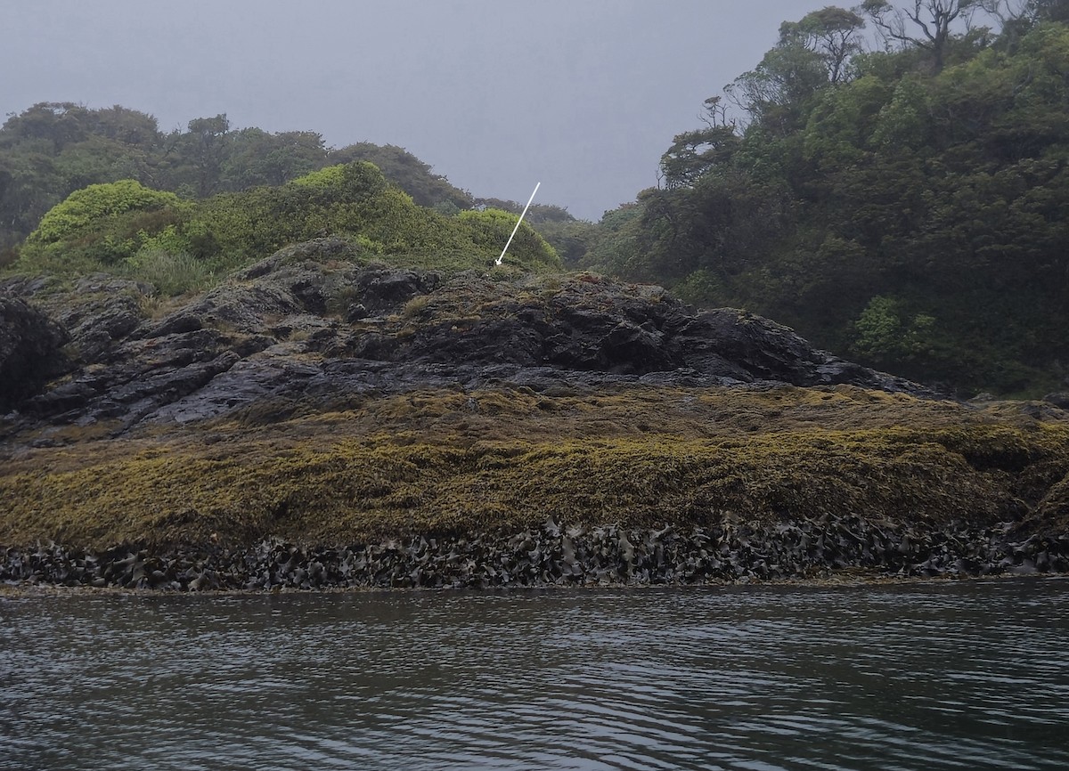 Ashy-headed Goose - ML629269981