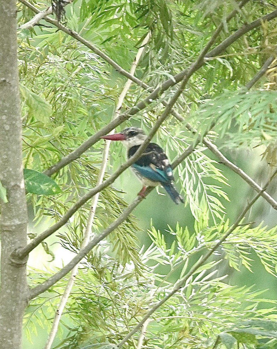 Brown-hooded Kingfisher - ML629269985