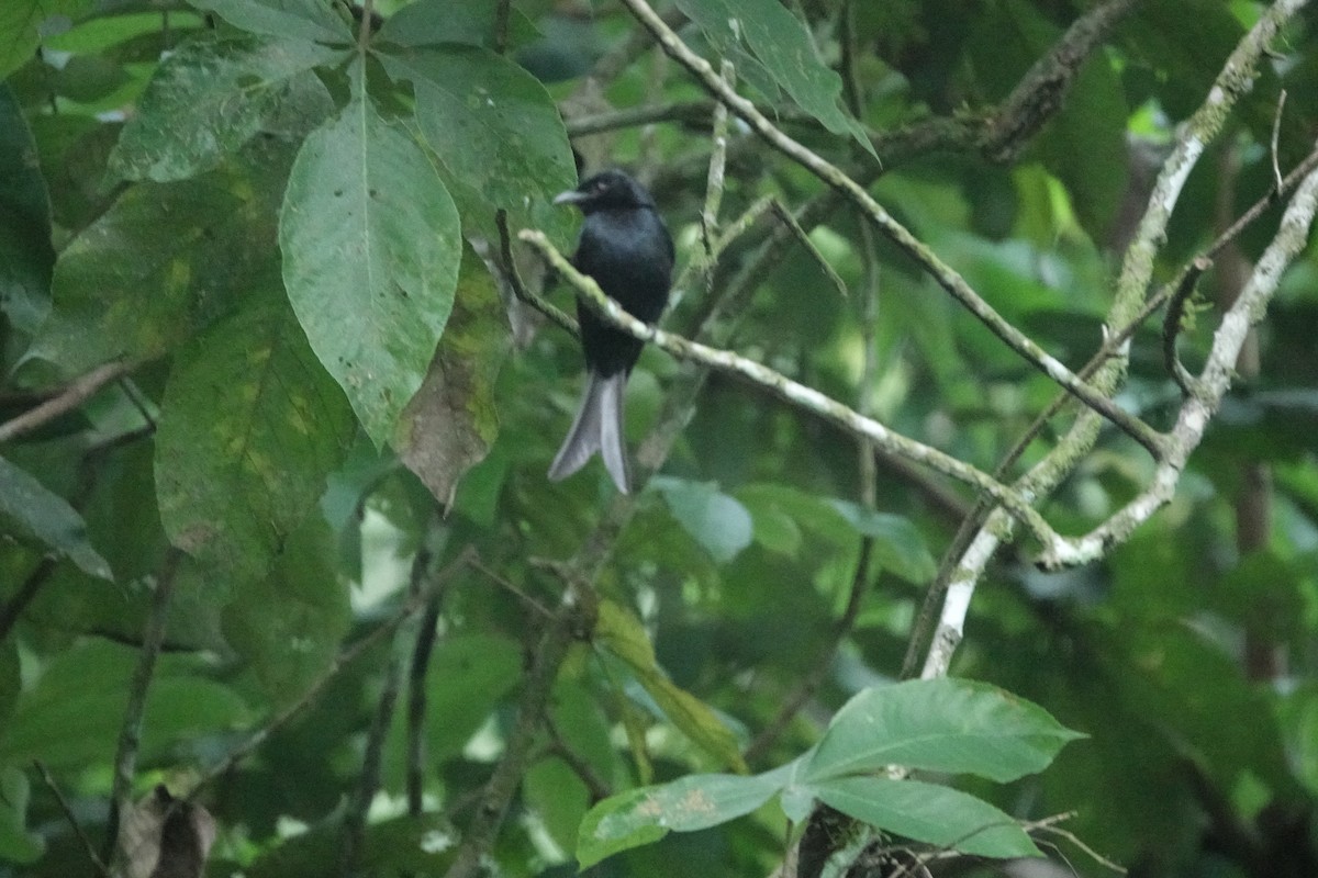 Brown-hooded Kingfisher - ML629269986