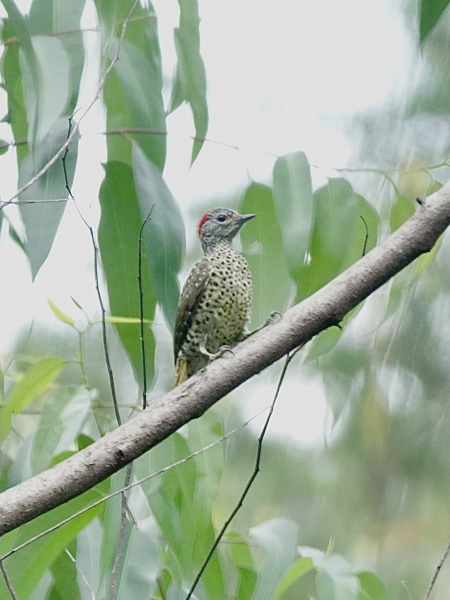 Green-backed Woodpecker - ML629269989