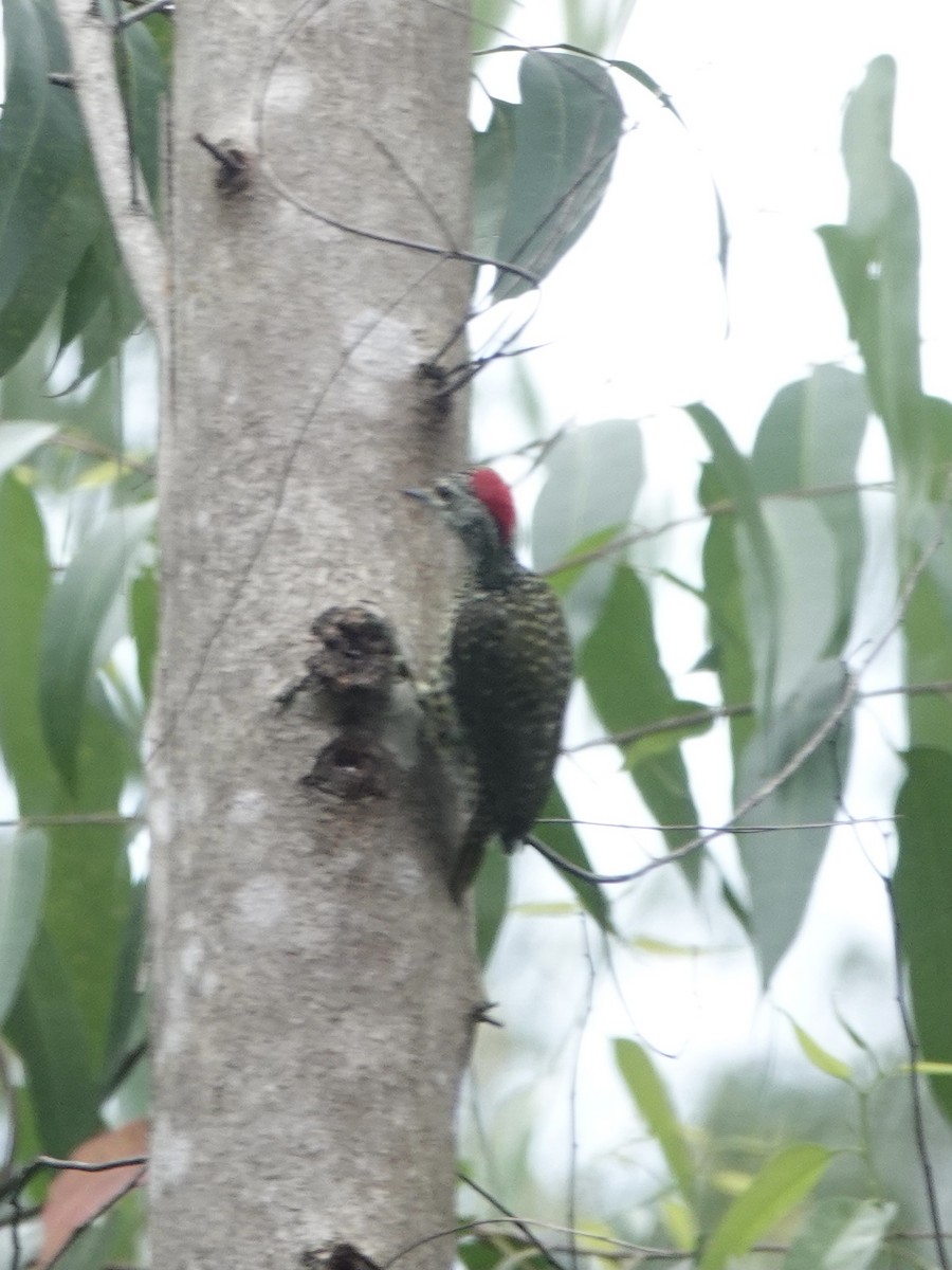 Green-backed Woodpecker - ML629269990