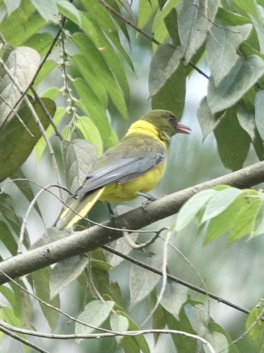 Green-headed Oriole - ML629270004