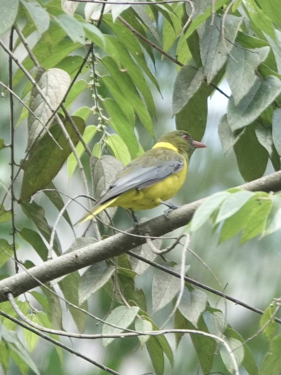 Green-headed Oriole - ML629270005