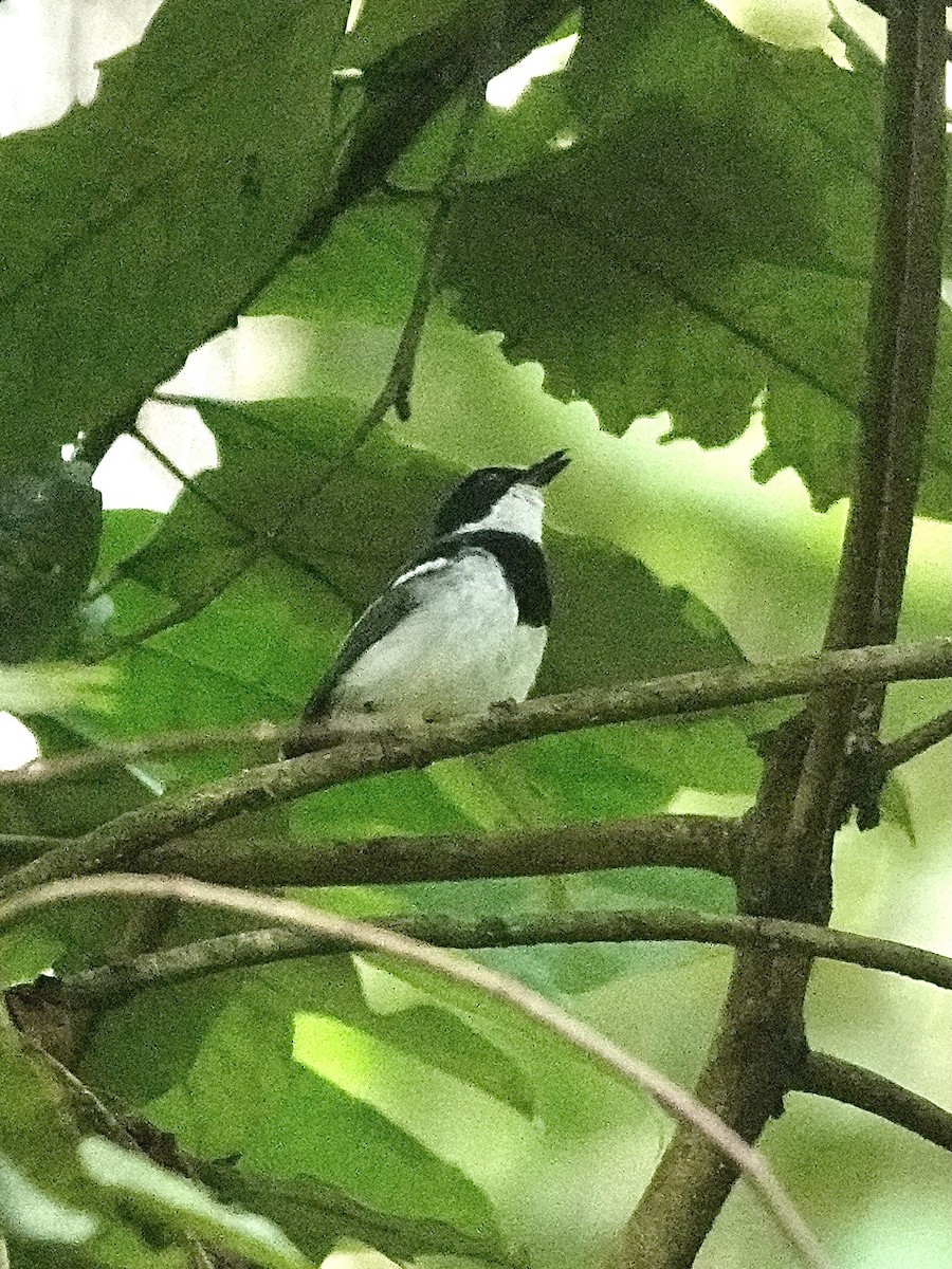 Short-tailed Batis - ML629270010