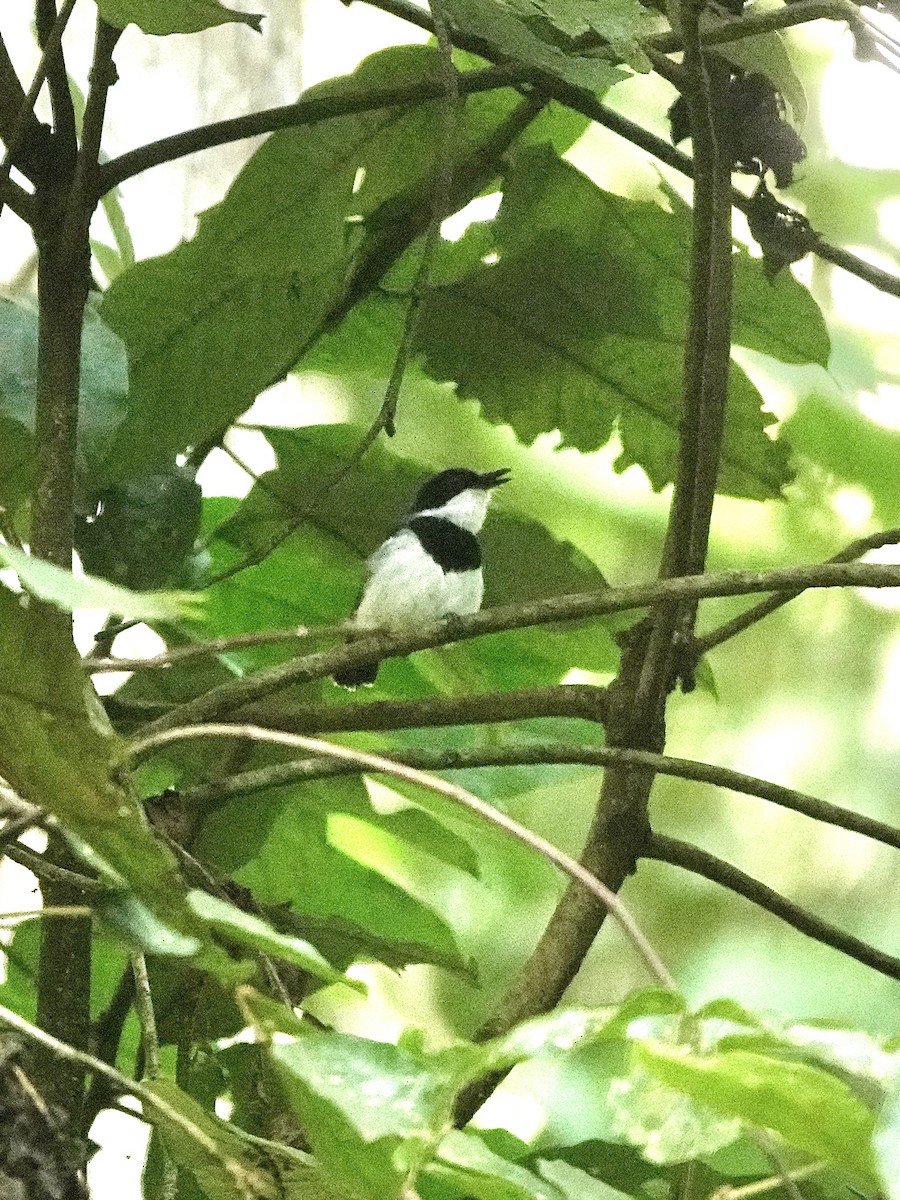 Short-tailed Batis - ML629270011