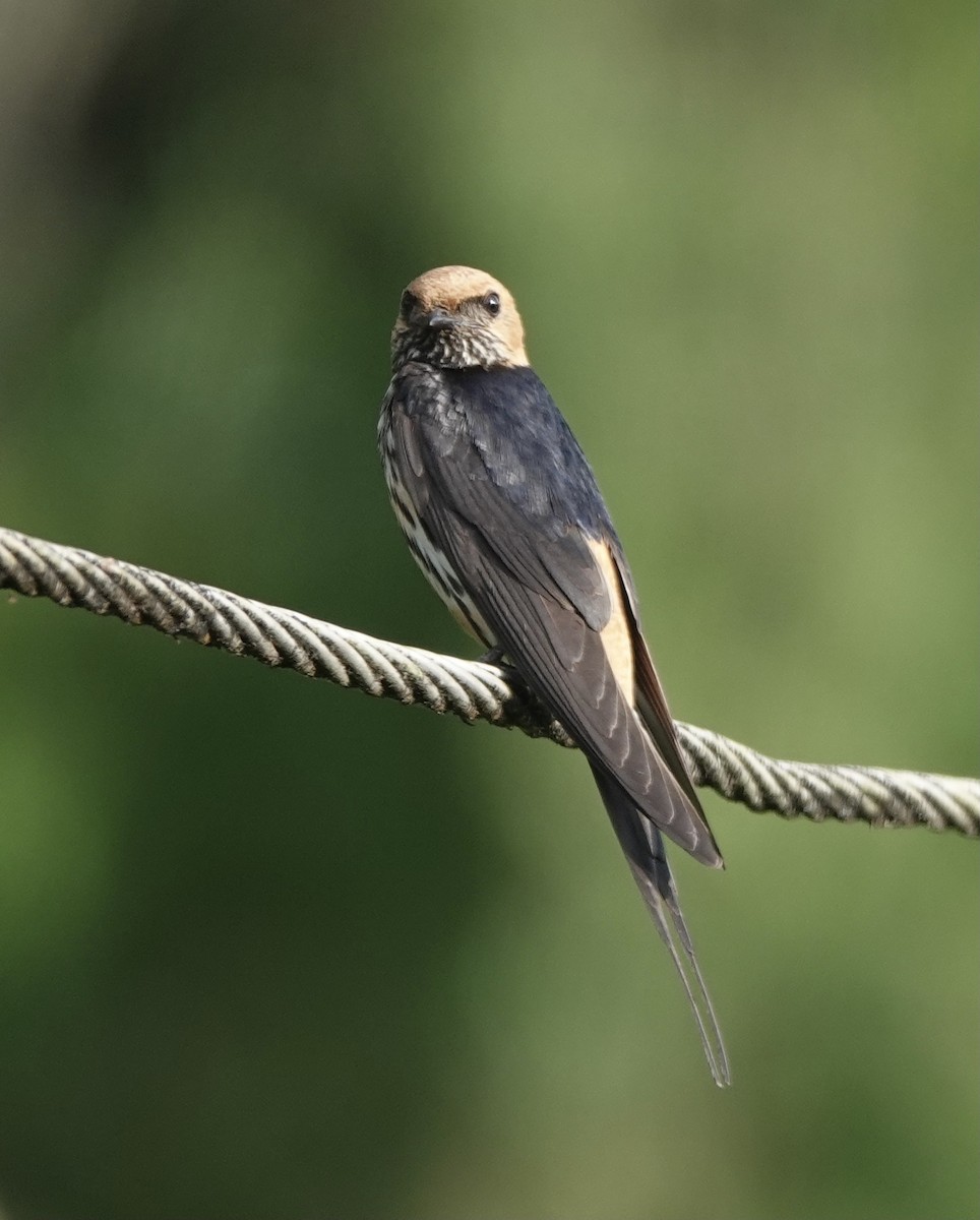 Lesser Striped Swallow - ML629270022
