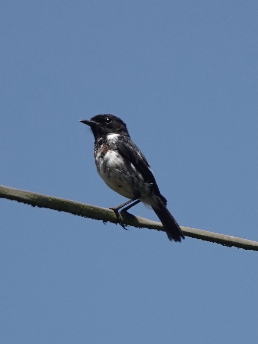 African Stonechat - ML629270031