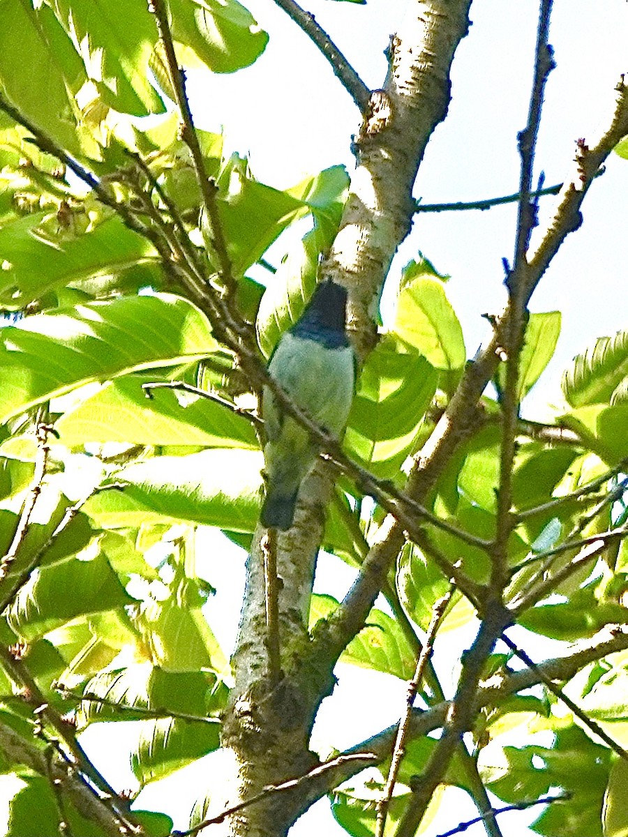 Amani Sunbird - ML629270040