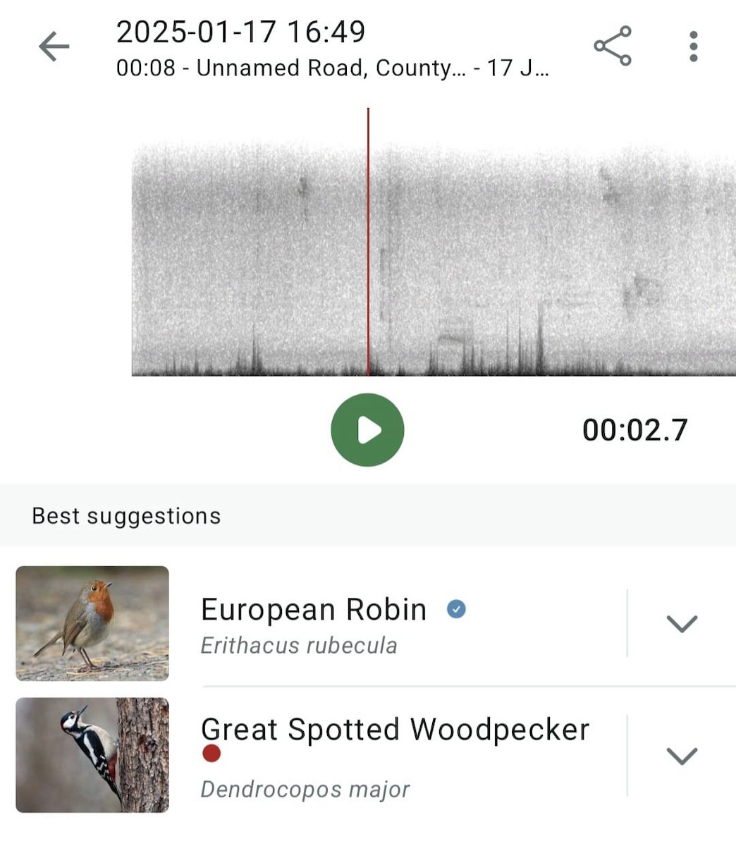 Great Spotted Woodpecker - ML629270861