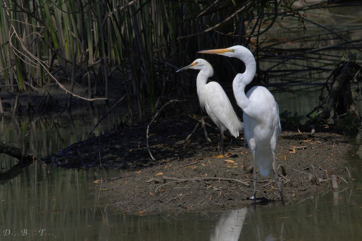 Snowy Egret - DigiBirdTrek CA