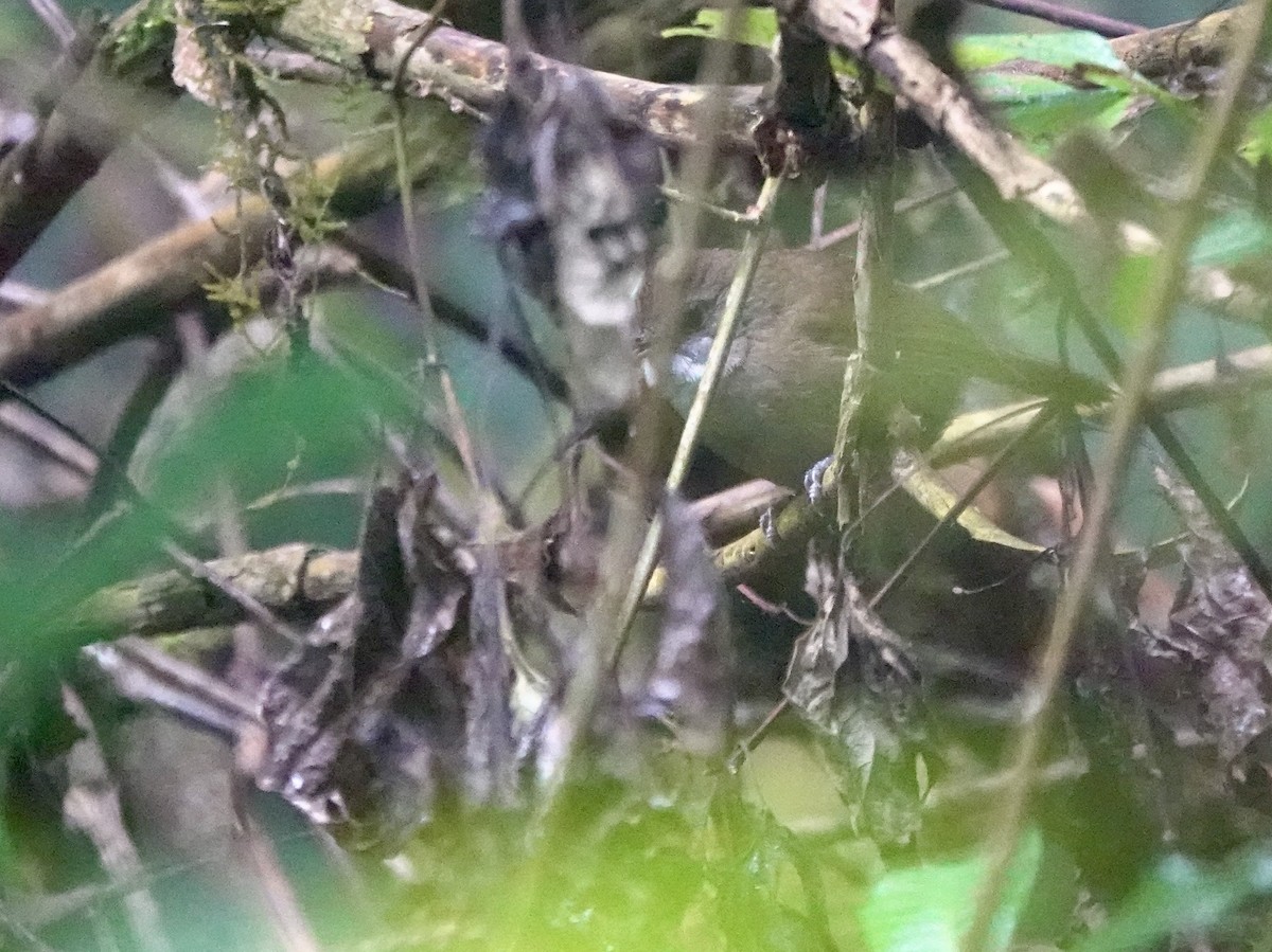 Tanzanian Illadopsis - ML629271008