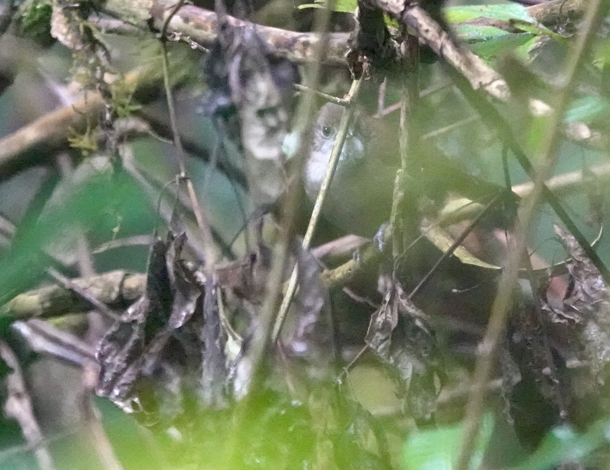 Tanzanian Illadopsis - ML629271010