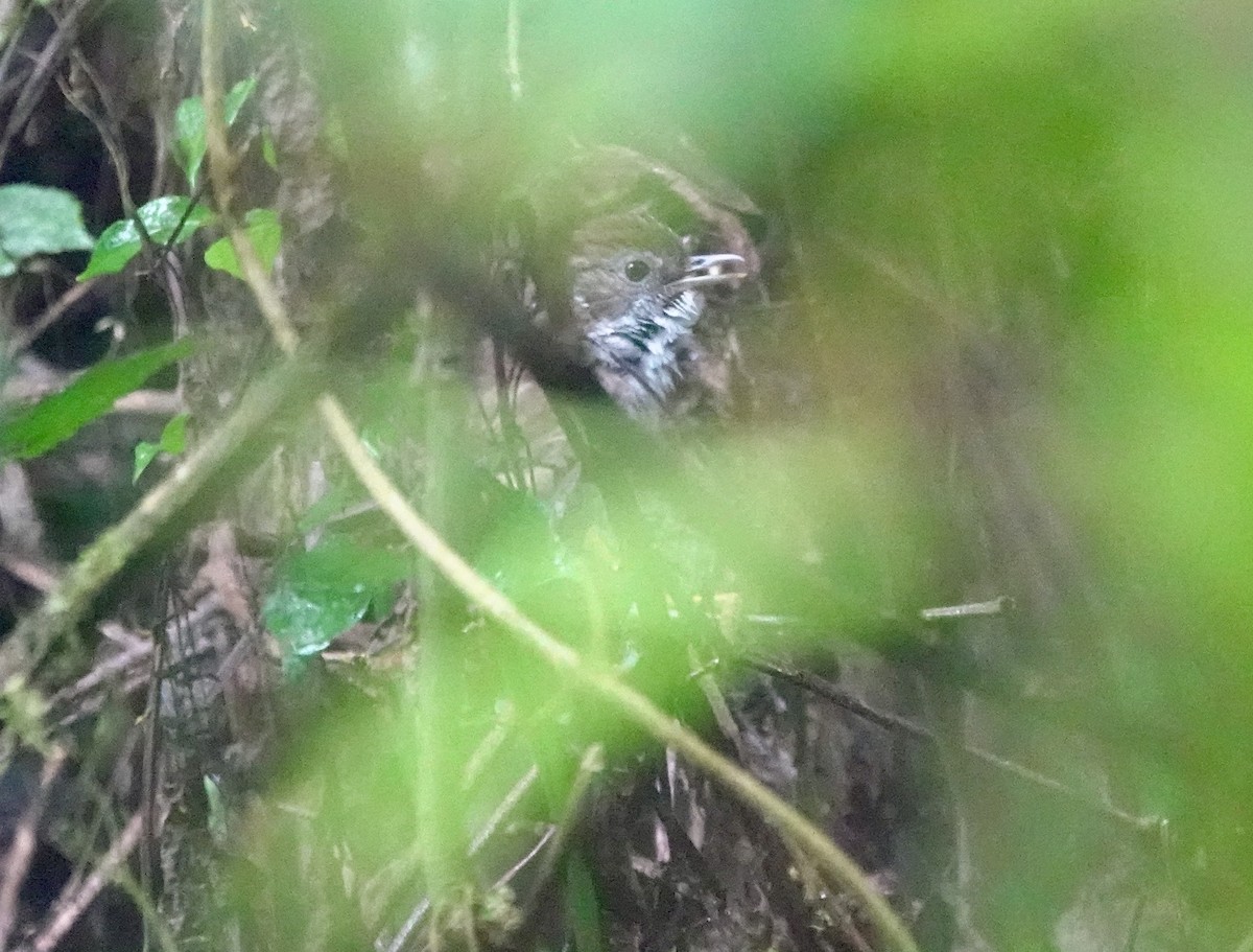 Tanzanian Illadopsis - ML629271011
