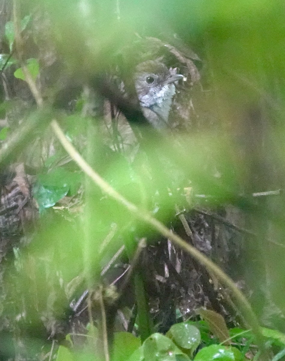 Tanzanian Illadopsis - ML629271013