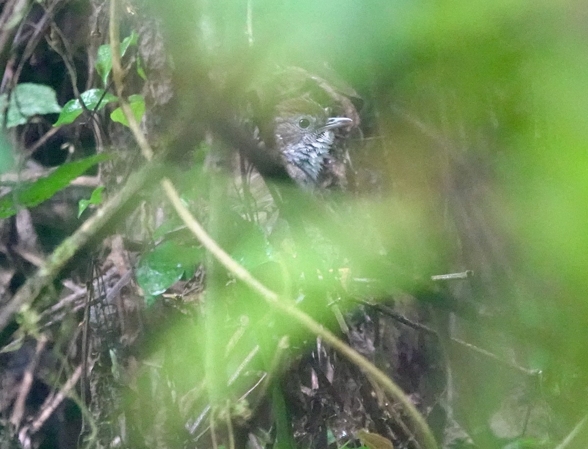 Tanzanian Illadopsis - ML629271014