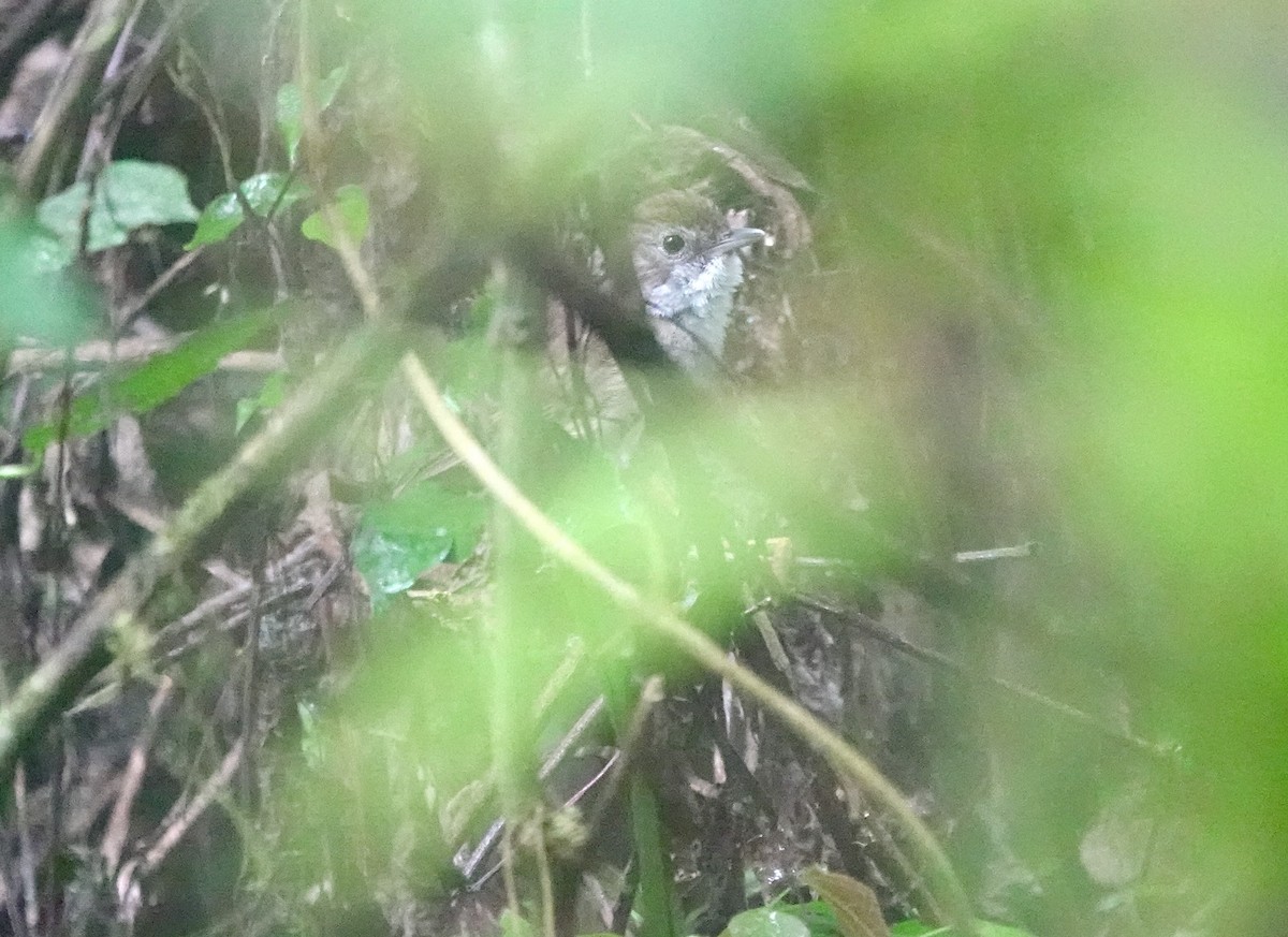 Tanzanian Illadopsis - ML629271015