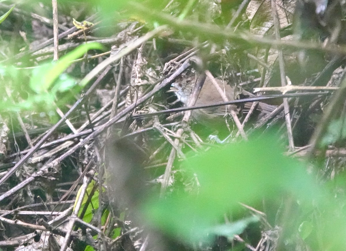 Tanzanian Illadopsis - ML629271016