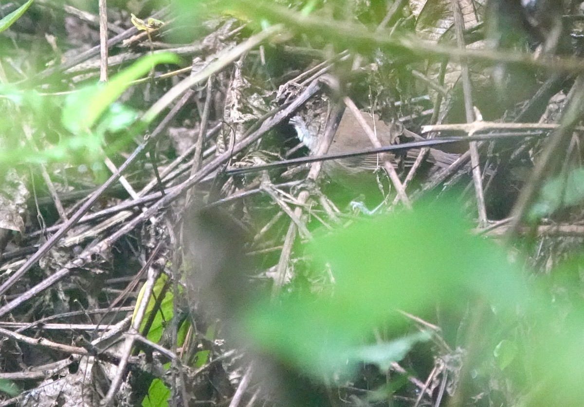 Tanzanian Illadopsis - ML629271017