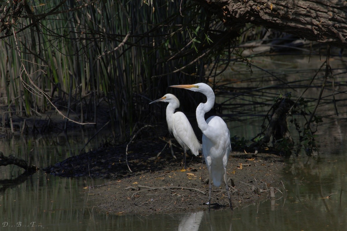 Great Egret - ML62927111