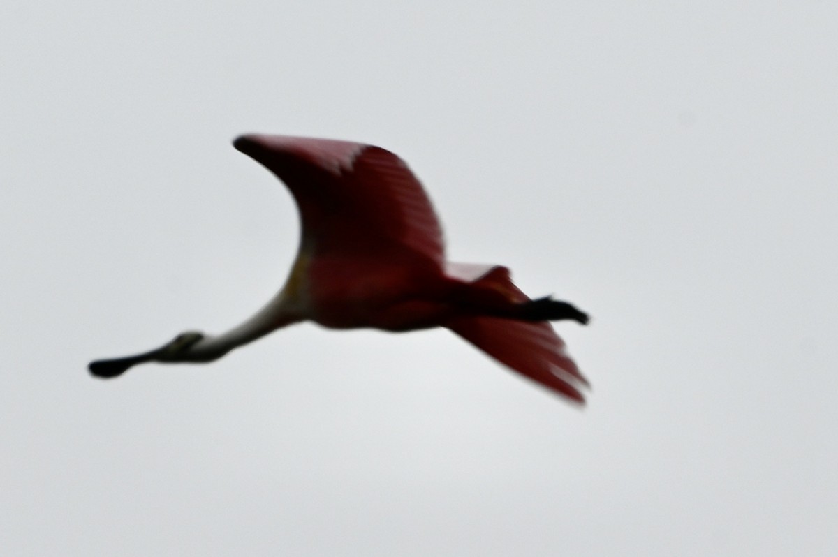 Roseate Spoonbill - ML629271789