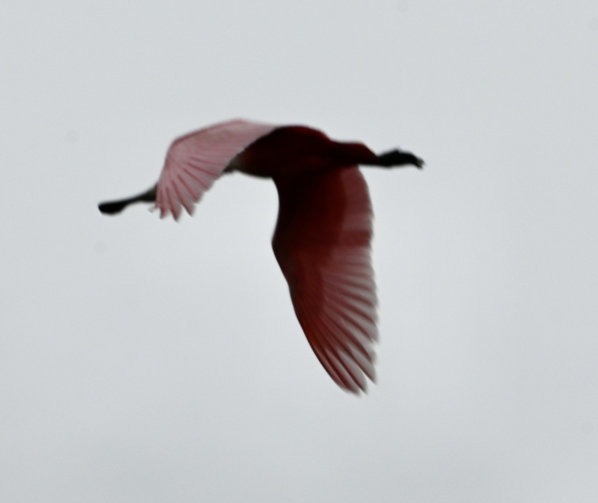 Roseate Spoonbill - ML629271790