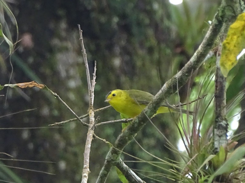 Wilson's Warbler - ML629272057