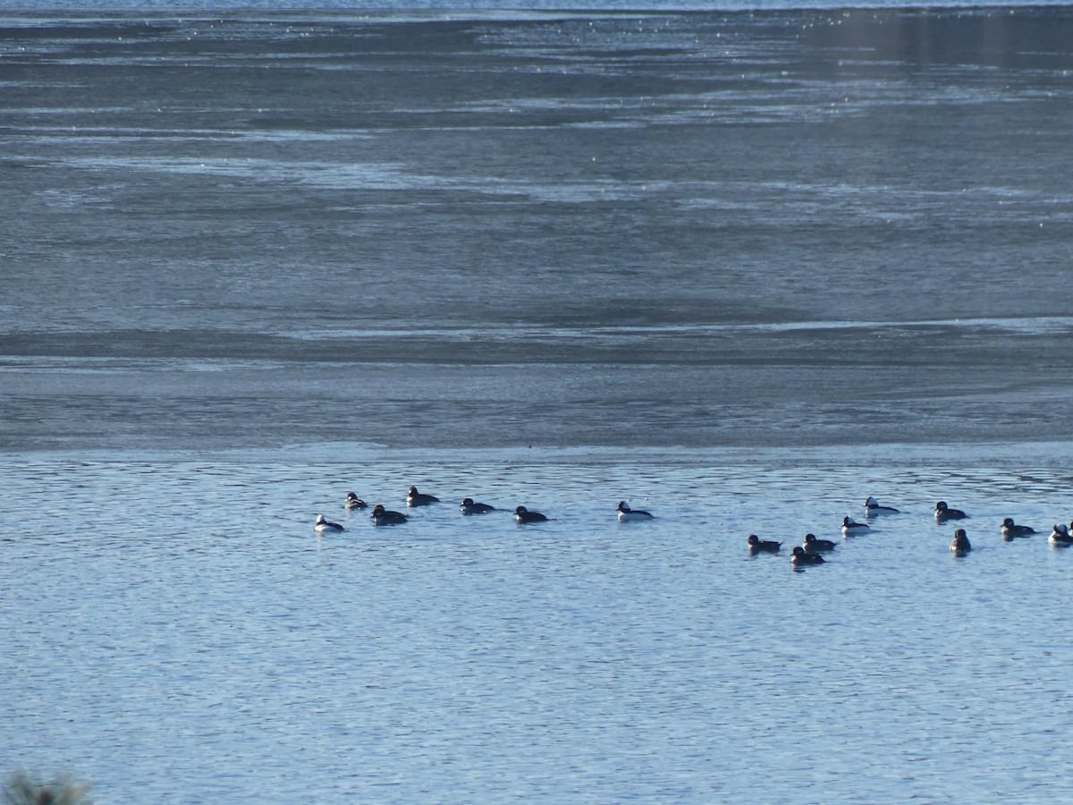 Bufflehead - ML629272275