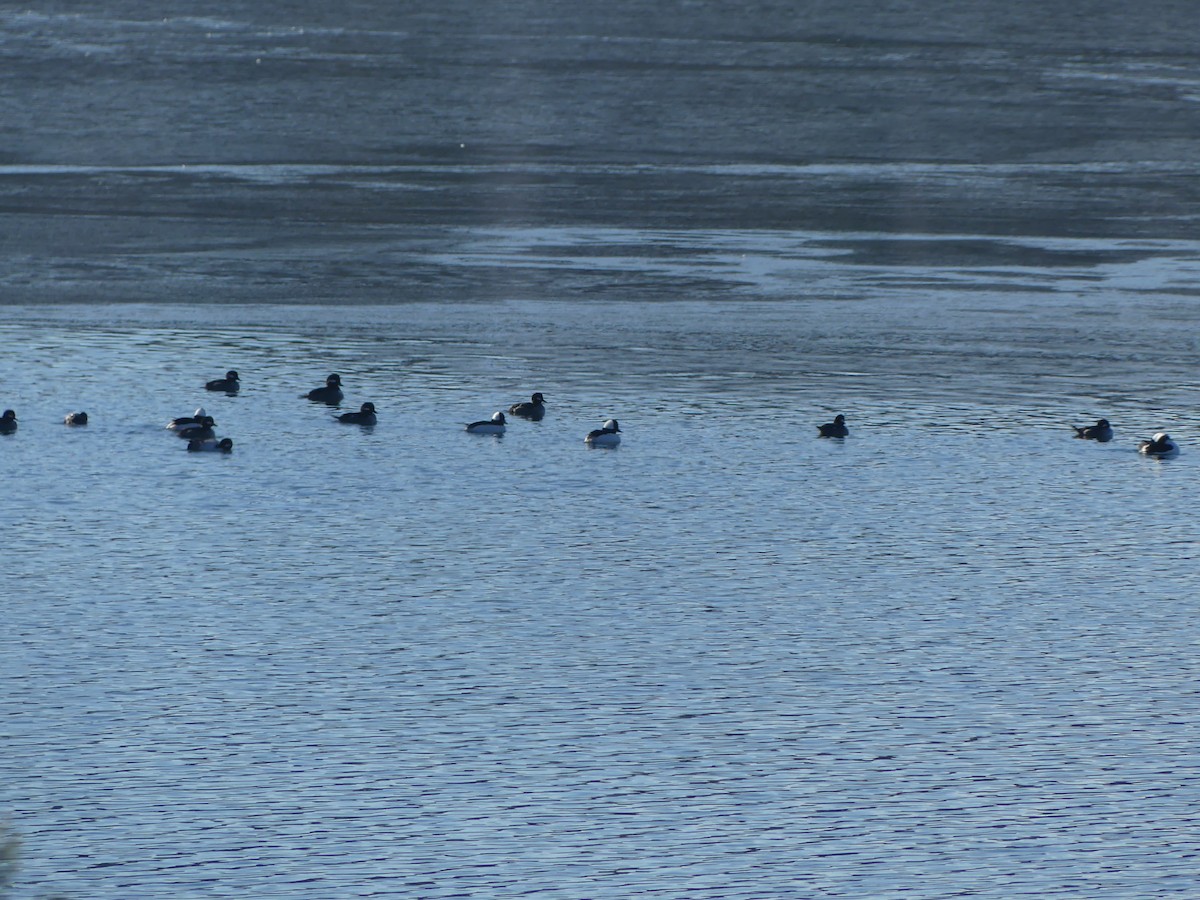 Bufflehead - ML629272355