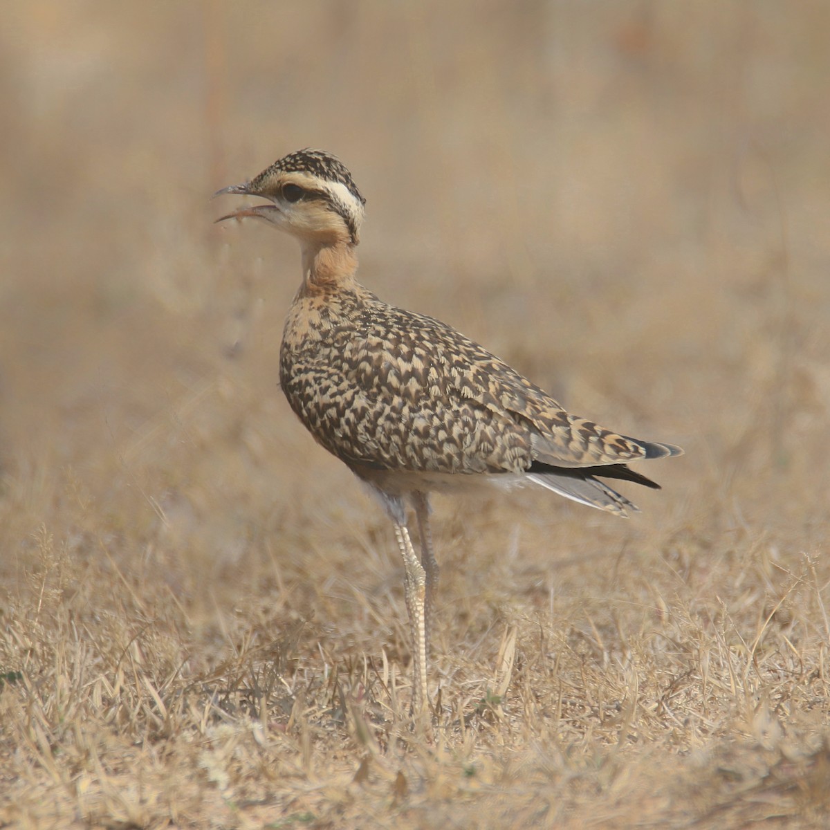 Indian Courser - ML629272878