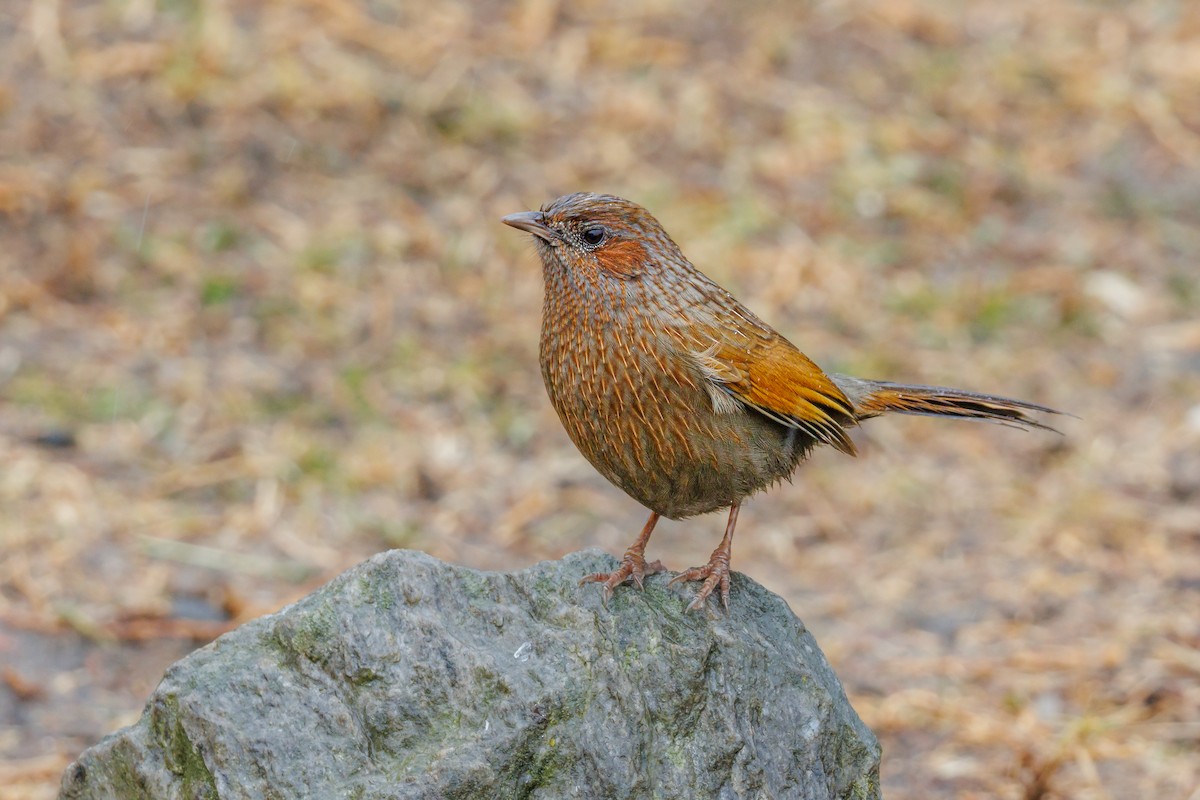 Streaked Laughingthrush - ML629273153