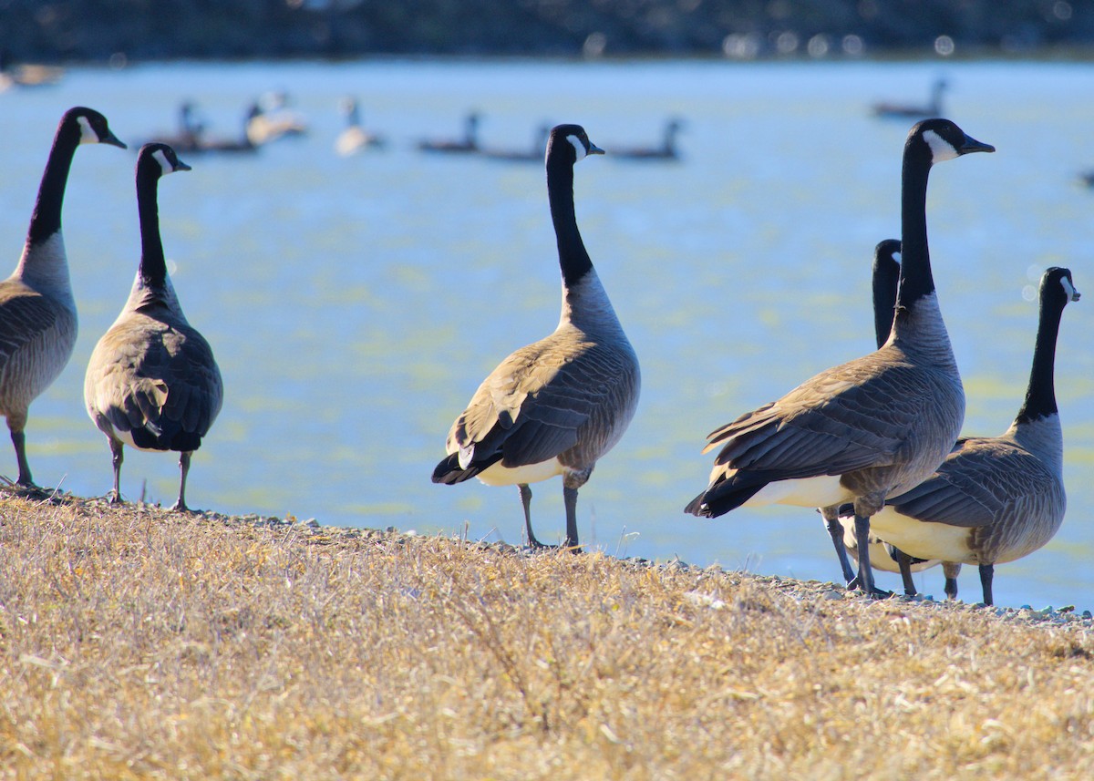 Canada Goose - ML629273236