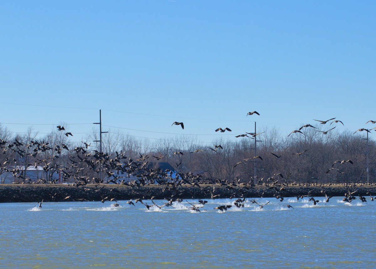 Canada Goose - ML629273238
