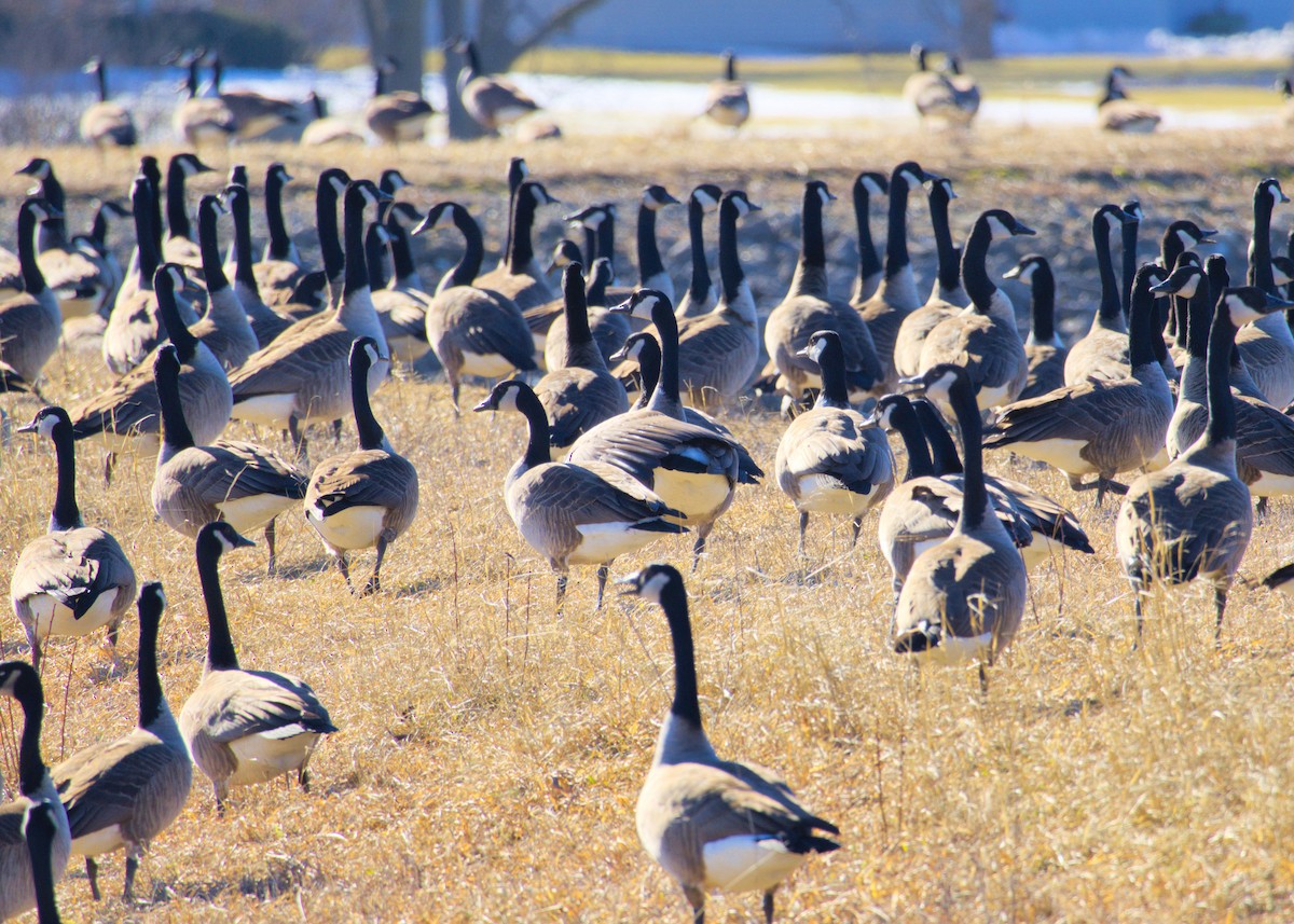 Canada Goose - ML629273239
