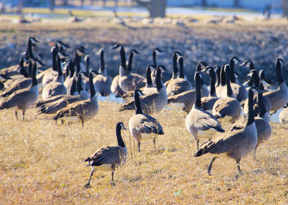 Canada Goose - ML629273240