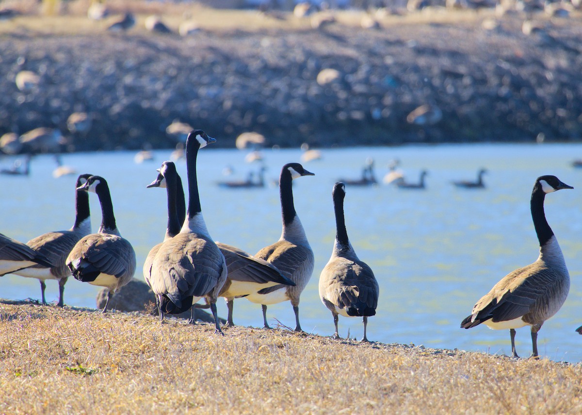 Canada Goose - ML629273241