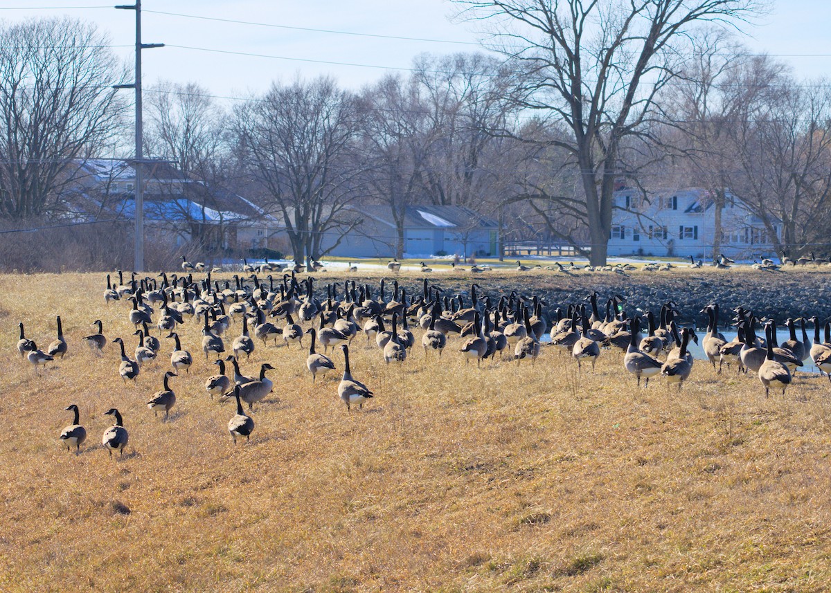 Canada Goose - ML629273242