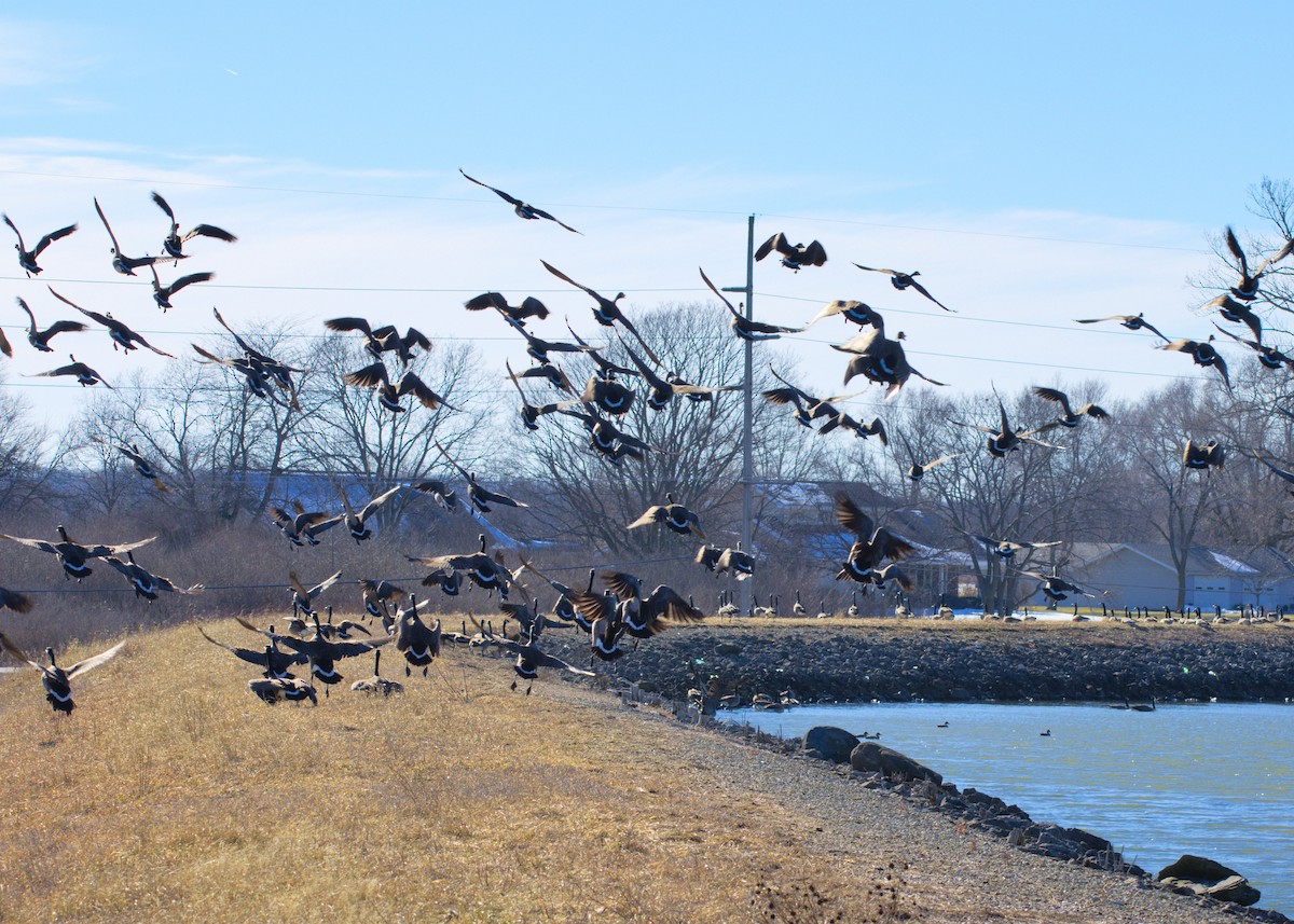 Canada Goose - ML629273243