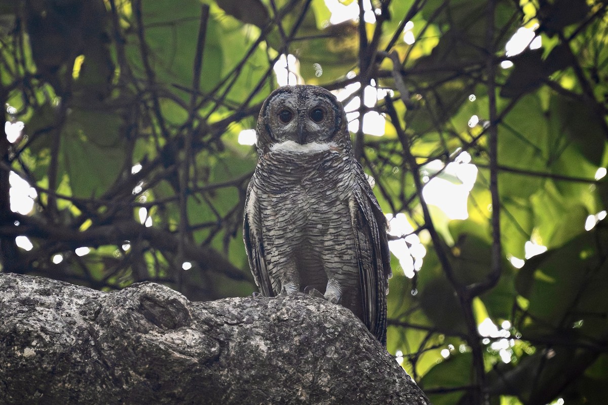 Mottled Wood-Owl - ML629273349