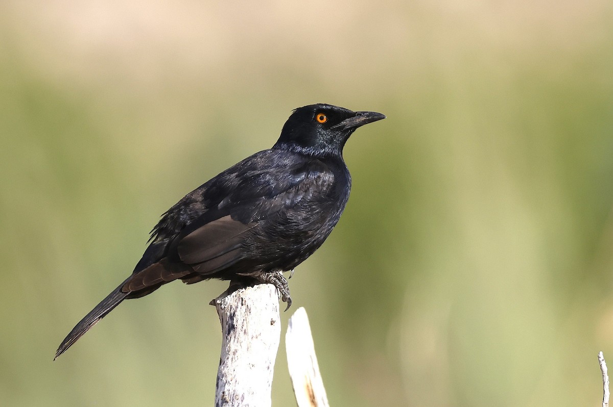 Pale-winged Starling - ML629273353