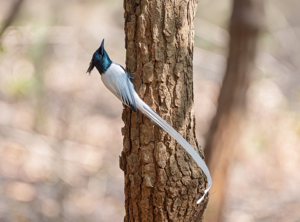 Indian Paradise-Flycatcher - ML629273366