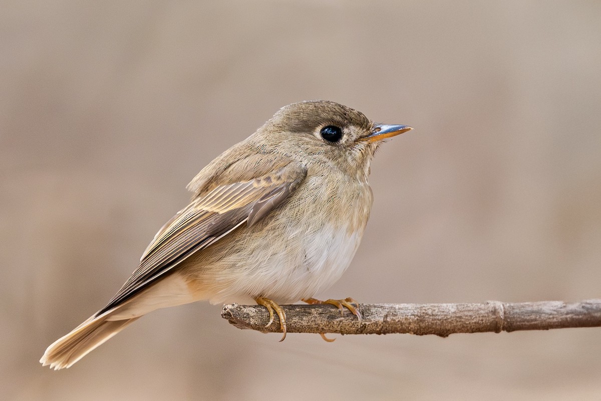 Brown-breasted Flycatcher - ML629273404