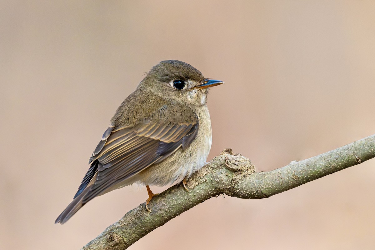 Brown-breasted Flycatcher - ML629273405