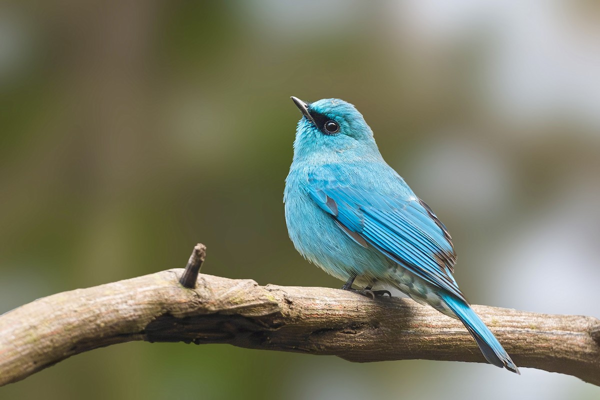 Verditer Flycatcher - ML629273407