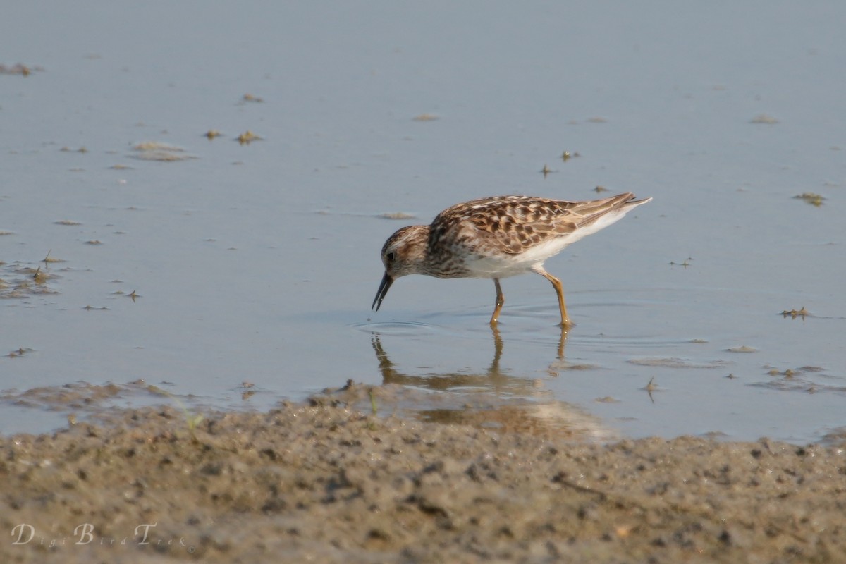 Least Sandpiper - ML62927361