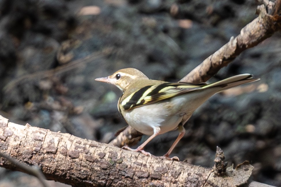 Forest Wagtail - ML629273744