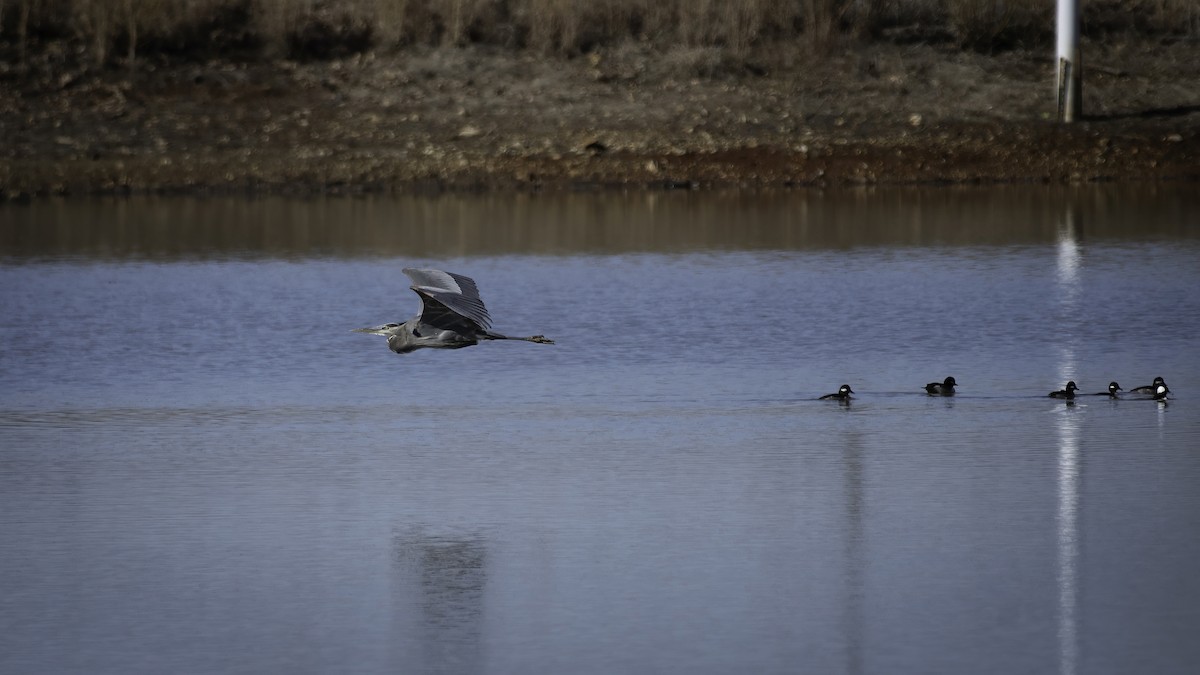 Great Blue Heron - ML629273816