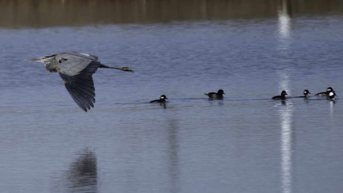 Great Blue Heron - ML629273817