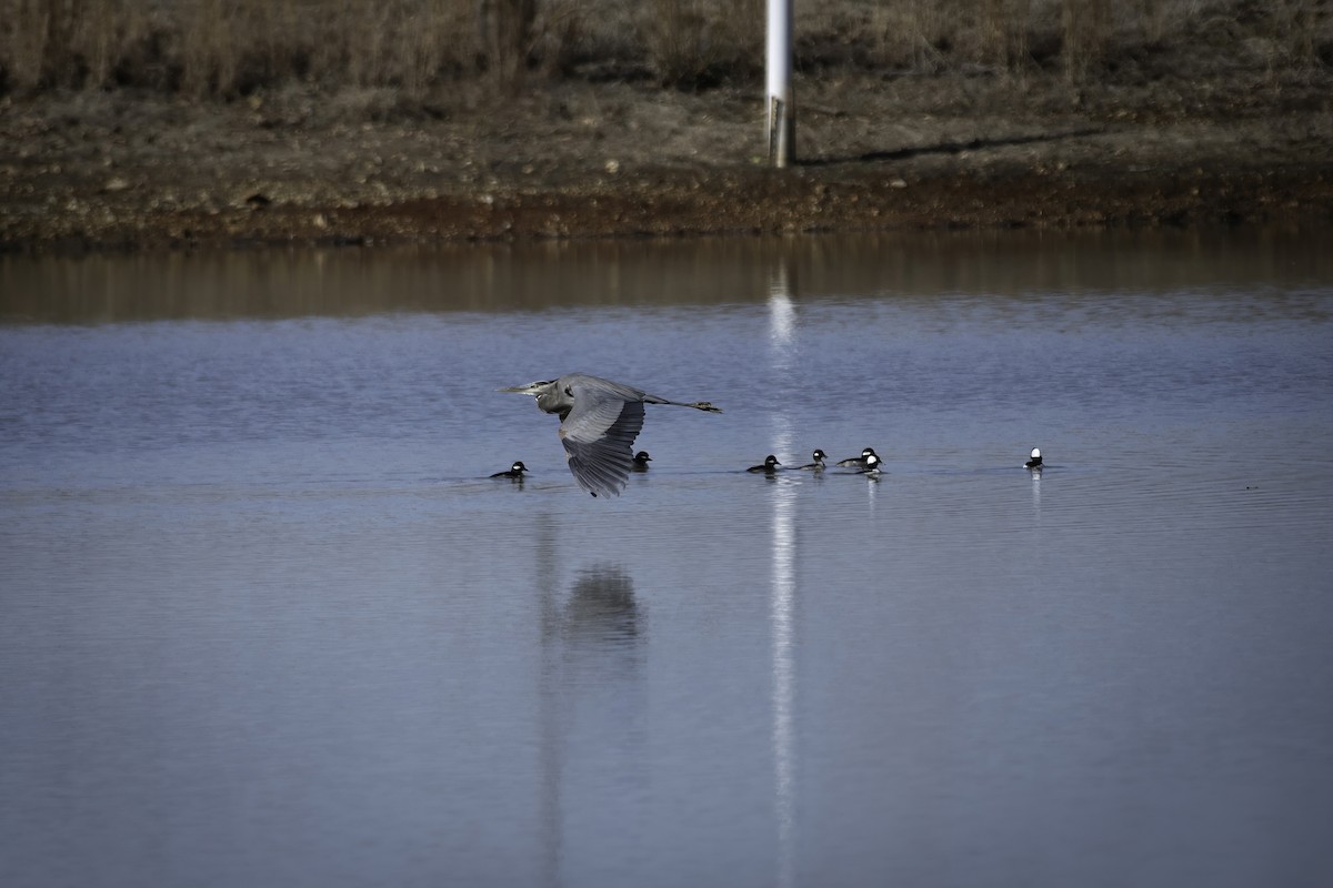 Great Blue Heron - ML629273818