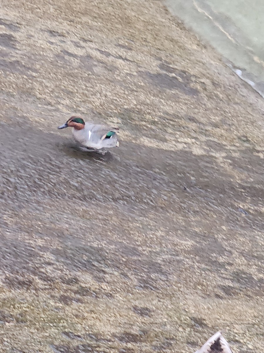 Green-winged Teal (American) - ML629274111